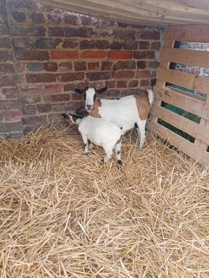 Gite A La Ferme Chez Magali Escaudoeuvres Экстерьер фото