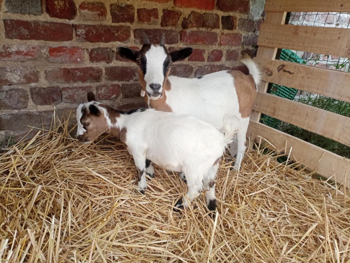 Gite A La Ferme Chez Magali Escaudoeuvres Экстерьер фото